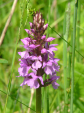 Dactylorhiza majalis praetermissaRietorchis bestellen